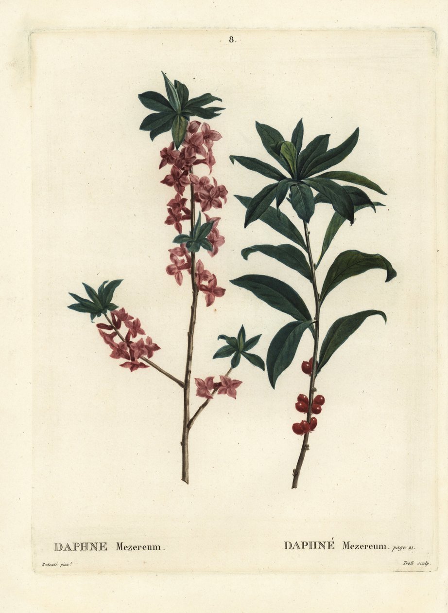 Daphne or mezereon, Daphne mezereum.パリのHenri Louis Duhamel du Moncelの『Treat des Arbres et Shrustes』に掲載されたPierre-Joseph Redouteの挿絵をもとにTrollが描いた手彩色のスティップル・エングレーヴィング。 作： ピエール・ジョゼフ・ルドゥーテ