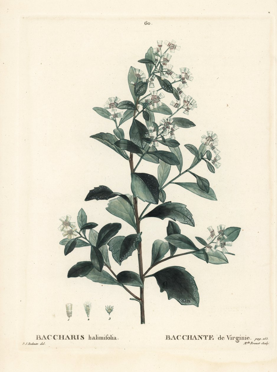 イースタン・バッカリス、グラウゼル・ブッシュ、シーマートル、ソルトブッシュ（Baccharis halimifolia）。パリで出版されたHenri Louis Duhamel du Moncelの『Treat des Arbres et Shrustes』に掲載されたPierre-Joseph Redouteのイラストをもとに、Miss Brenetが描いた手彩色のスティプル・エングレーヴィング。 作： ピエール・ジョゼフ・ルドゥーテ