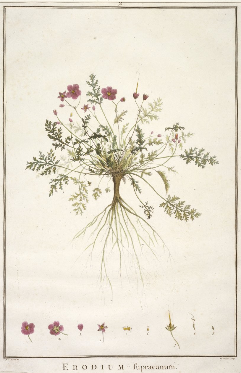 デイジースープラカナム、Geraniologia、または時間、PELARGONII、Monsoniae Grielumの歴史的アイコンの例証、1787-88（手塗りの彫刻） 作： ピエール・ジョゼフ・ルドゥーテ