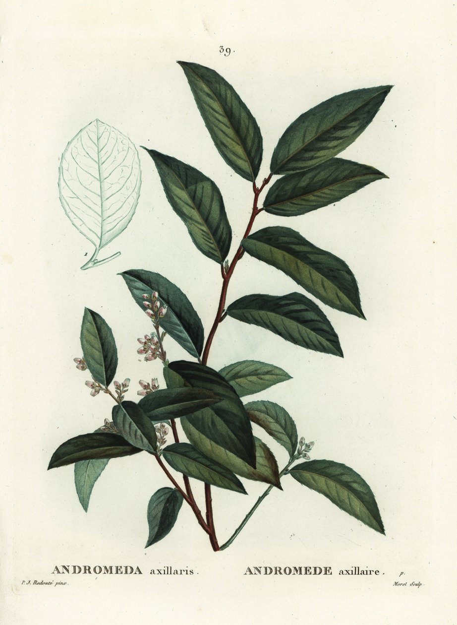 フェッターブッシュ（Andromeda axillaris）。パリで出版されたHenri Louis Duhamel du Moncelの『Treat des Arbres et Shrustes』に掲載されたPierre-Joseph Redouteのイラストをもとに、Moretが手彩色のスティプル・エングレーヴィングを施したもの。 作： ピエール・ジョゼフ・ルドゥーテ