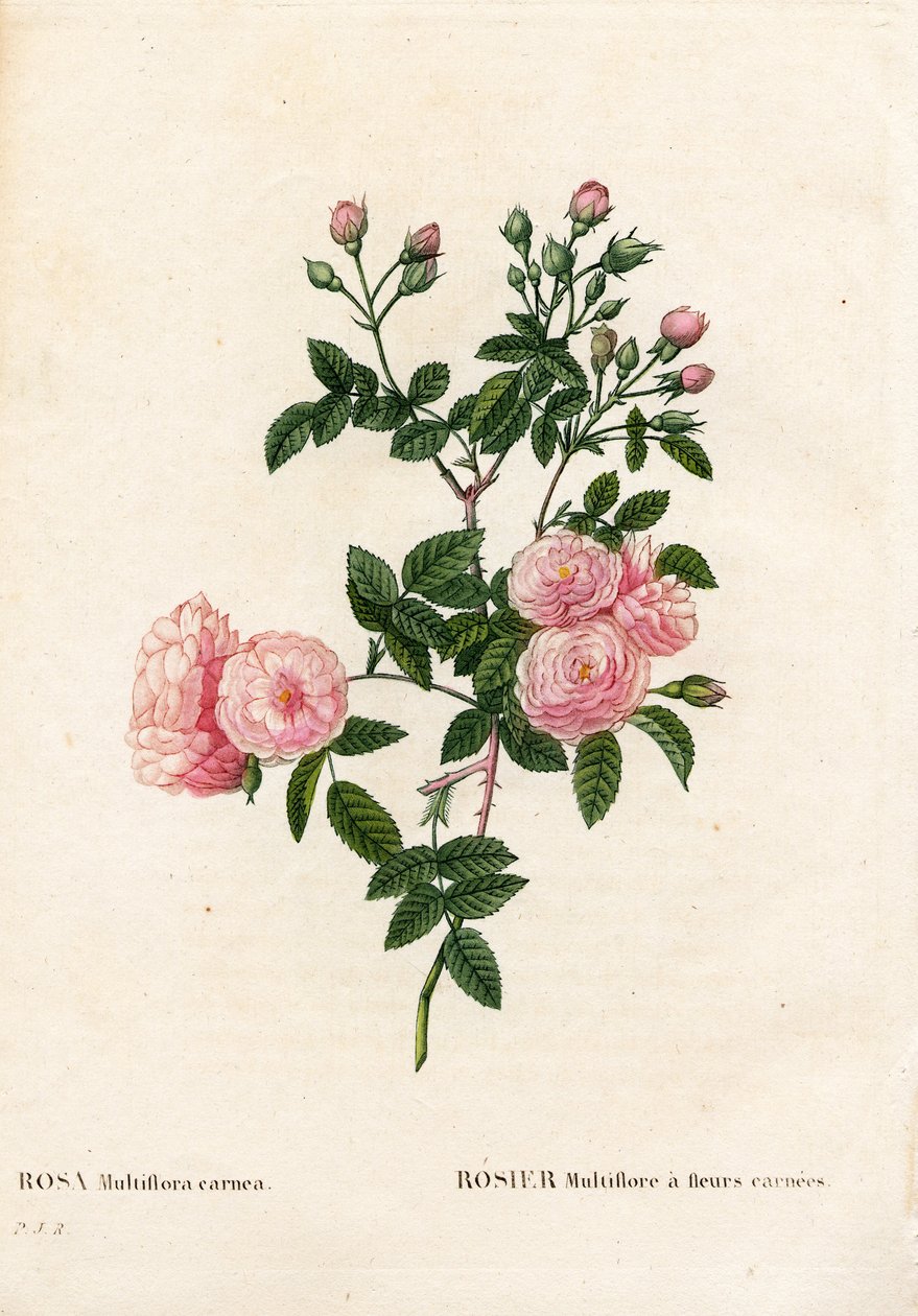 フレッシュピンクのピンクマルチフローラ、Rosa multiflora var.carnea、カルネアの花を持つRosier Multiflora。ピエール・ジョセフ・ルドゥーテの「Les Roses」（パリ）に掲載された手彩色のスティプル銅版画 作： ピエール・ジョゼフ・ルドゥーテ