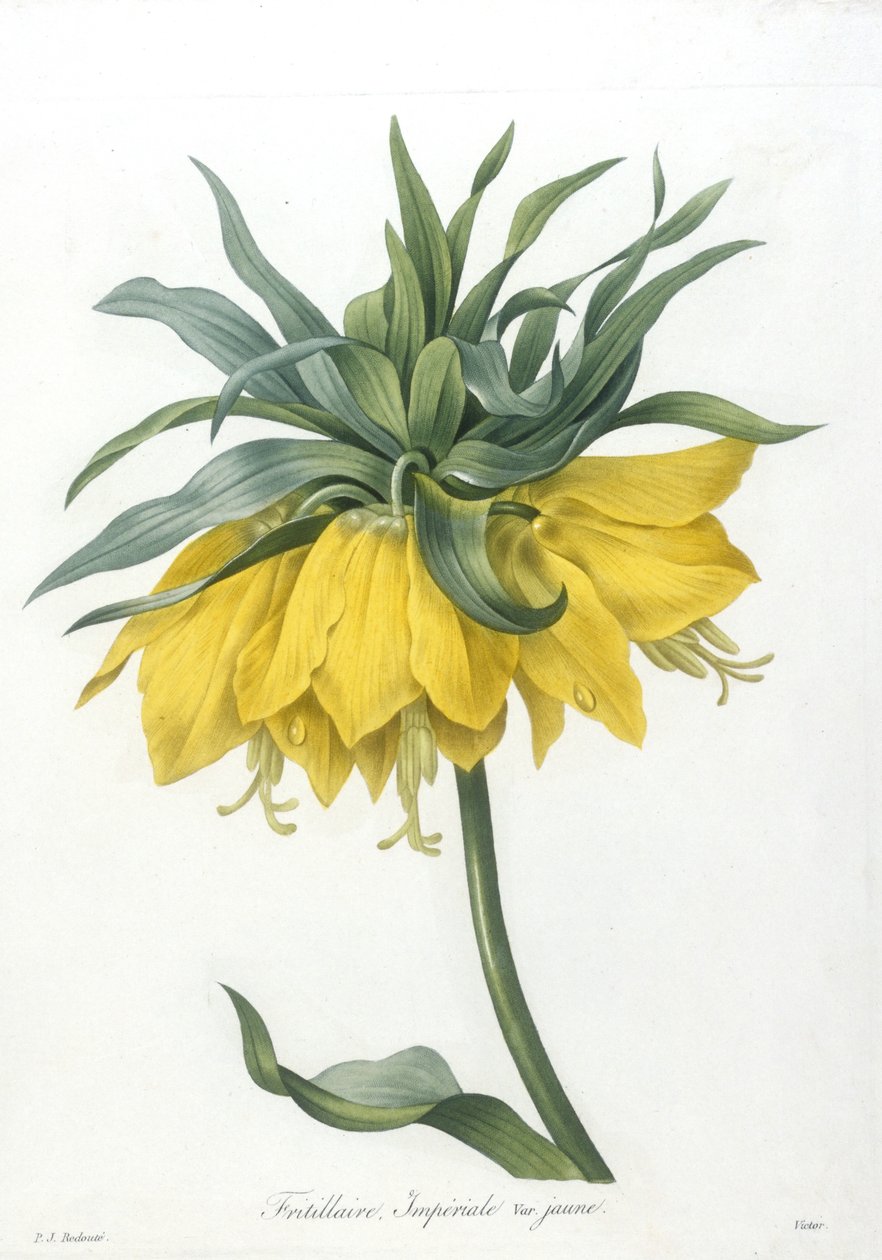フリテリエール、インペリアーレヴァリエジョーン、Choice Des Plus Belle Fleurs et des Beaux Fruits、1827年（手彩色の点描彫刻） 作： ピエール・ジョゼフ・ルドゥーテ
