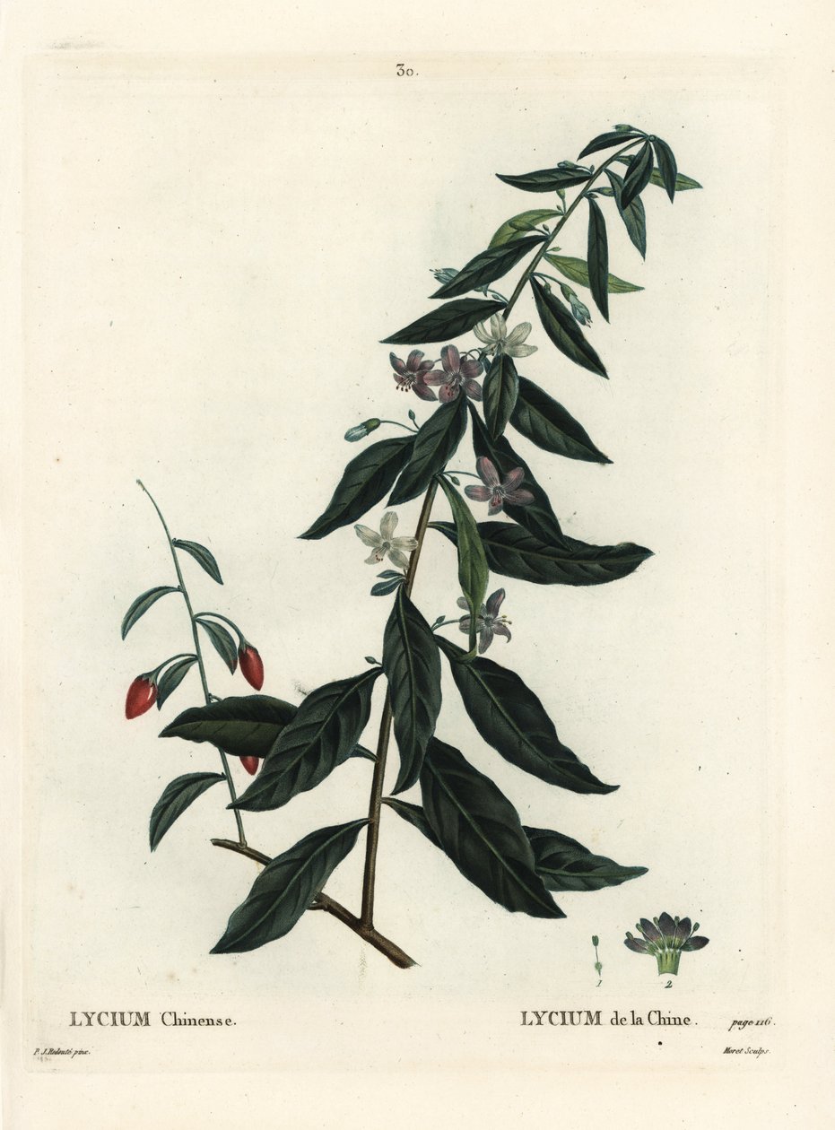ゴジベリーまたはチャイニーズ・ボックスソーン（Lycium chinense）。パリで出版されたHenri Louis Duhamel du Moncelの『Treat des Arbres et Shrustes』に掲載されたPierre-Joseph Redouteの挿絵をもとに、Moretが手彩色で描いたもの。 作： ピエール・ジョゼフ・ルドゥーテ