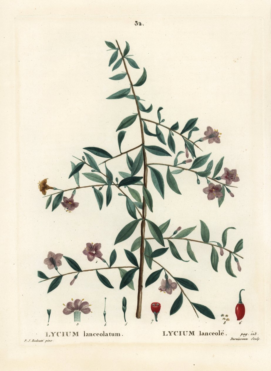 クコの実、Lycium barbarum (Lycium lanceolatum)。パリで出版されたHenri Louis Duhamel du Moncelの『Treat des Arbres et Shrustes』に掲載されたPierre-Joseph Redouteの挿絵をもとに、Du Ruisseauが描いた手彩色のスティプルエングレーヴィング。 作： ピエール・ジョゼフ・ルドゥーテ