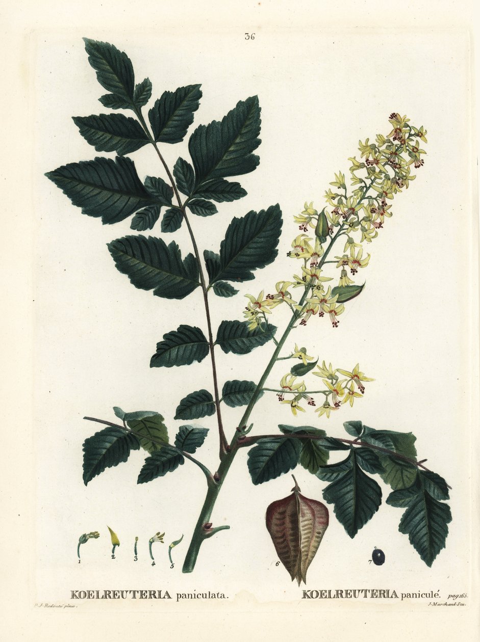 インドが誇るゴールデンレイン・ツリー、チャイナ・ツリー、ワニス・ツリー（Koelreuteria paniculata）。パリで出版されたHenri Louis Duhamel du Monceauの『Treat des Arbres et Shrustes』に掲載されたPierre-Joseph Redouteの挿絵をもとにした手彩色のスティプル・エングレーヴィング。 作： ピエール・ジョゼフ・ルドゥーテ