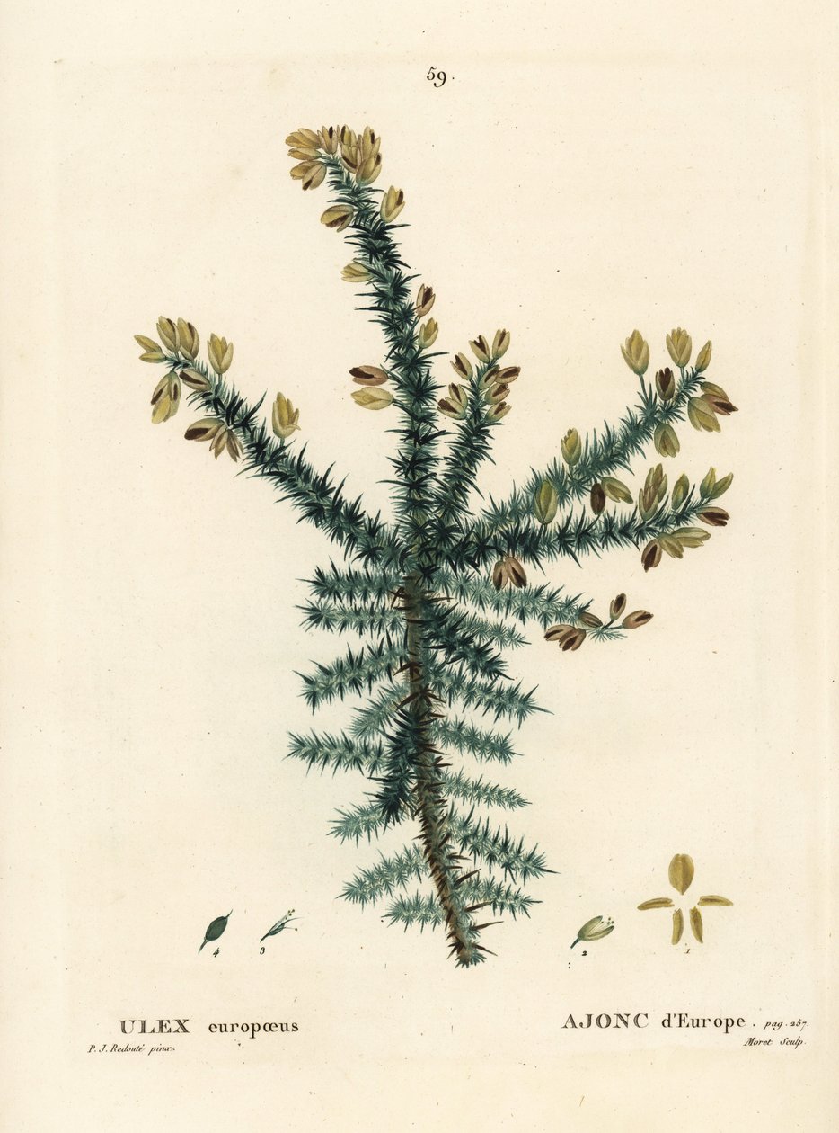 ゴース、フリーズ、ホイン、Ulex europaeus。パリで出版されたHenri Louis Duhamel du Moncelの『Treat des Arbres et Shrustes』に掲載されたPierre-Joseph Redouteの挿絵をもとにMoretが描いた手彩色のスティプル・エングレーヴィング。 作： ピエール・ジョゼフ・ルドゥーテ