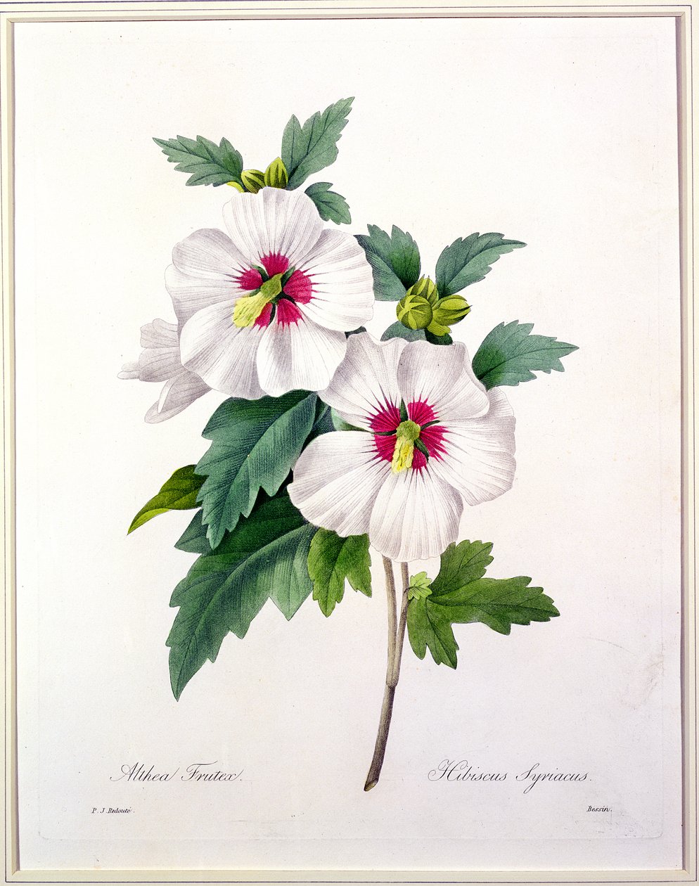 1827年の「Choix des Plus Belles Fleurs」からベッサンによって刻まれたハイビスカスシリアリアス 作： ピエール・ジョゼフ・ルドゥーテ