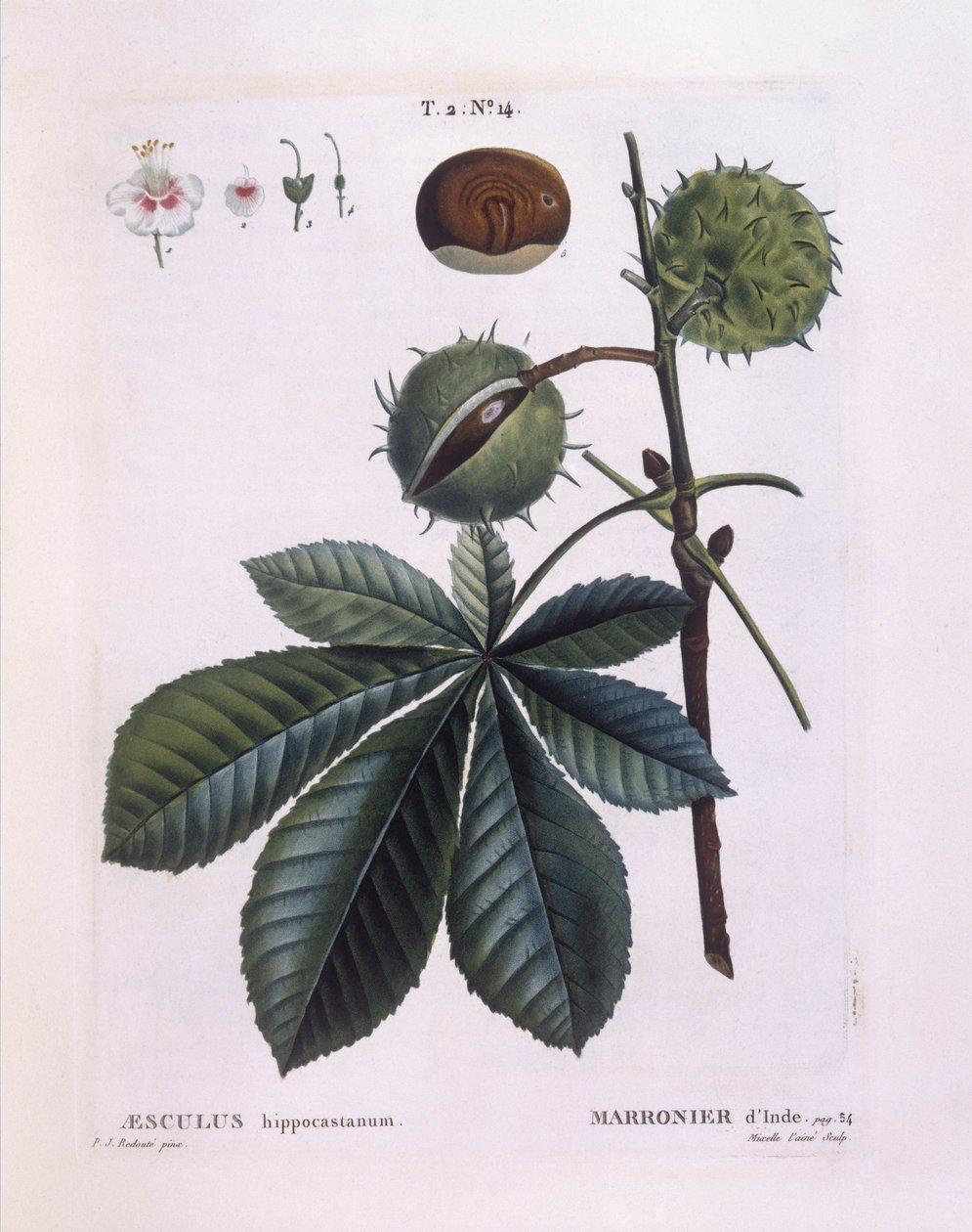 セイヨウトチノキ（Aesculus hippocastanum）、Henry Louis Duhamel du Monceau、Pierre Joseph Redoutéによる植物図版 作： ピエール・ジョゼフ・ルドゥーテ