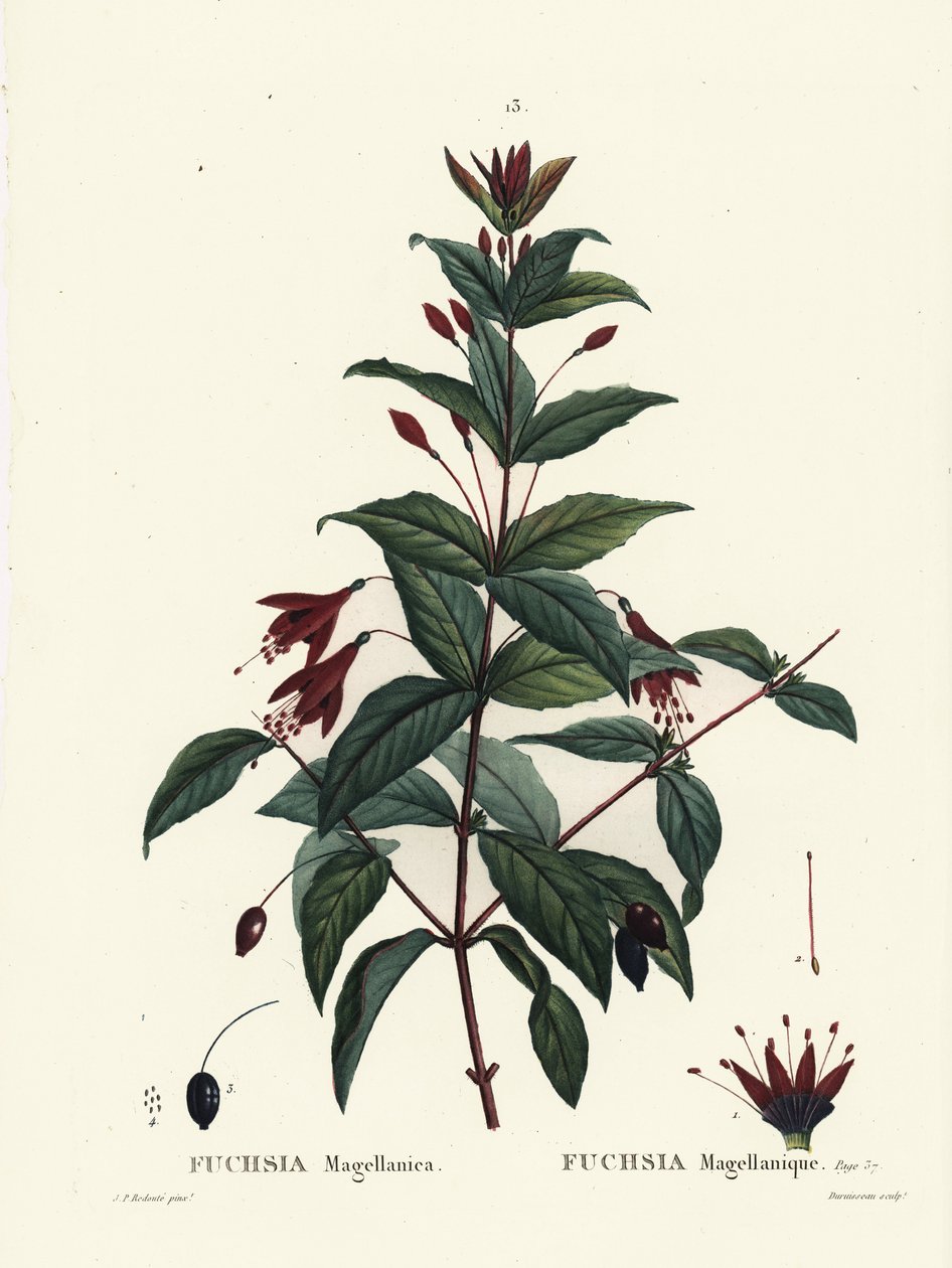 ハミングバード・フクシア（Fuchsia magellanica）。パリで出版されたHenri Louis Duhamel du Moncelの『Treat des Arbres et Shrustes』に掲載されたPierre-Joseph Redouteのイラストをもとに、Du Ruisseauが手彩色したスティップル・エングレーヴィング。 作： ピエール・ジョゼフ・ルドゥーテ