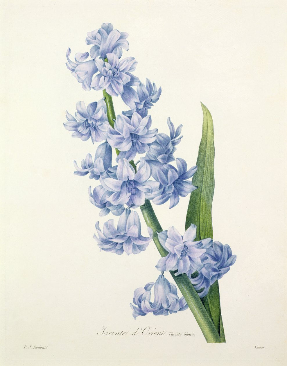 1827年の「Choix des Plus Belles Fleurs」からビクターによって彫刻されたヒヤシンスオリエンタリス（一般的なヒヤシンス） 作： ピエール・ジョゼフ・ルドゥーテ