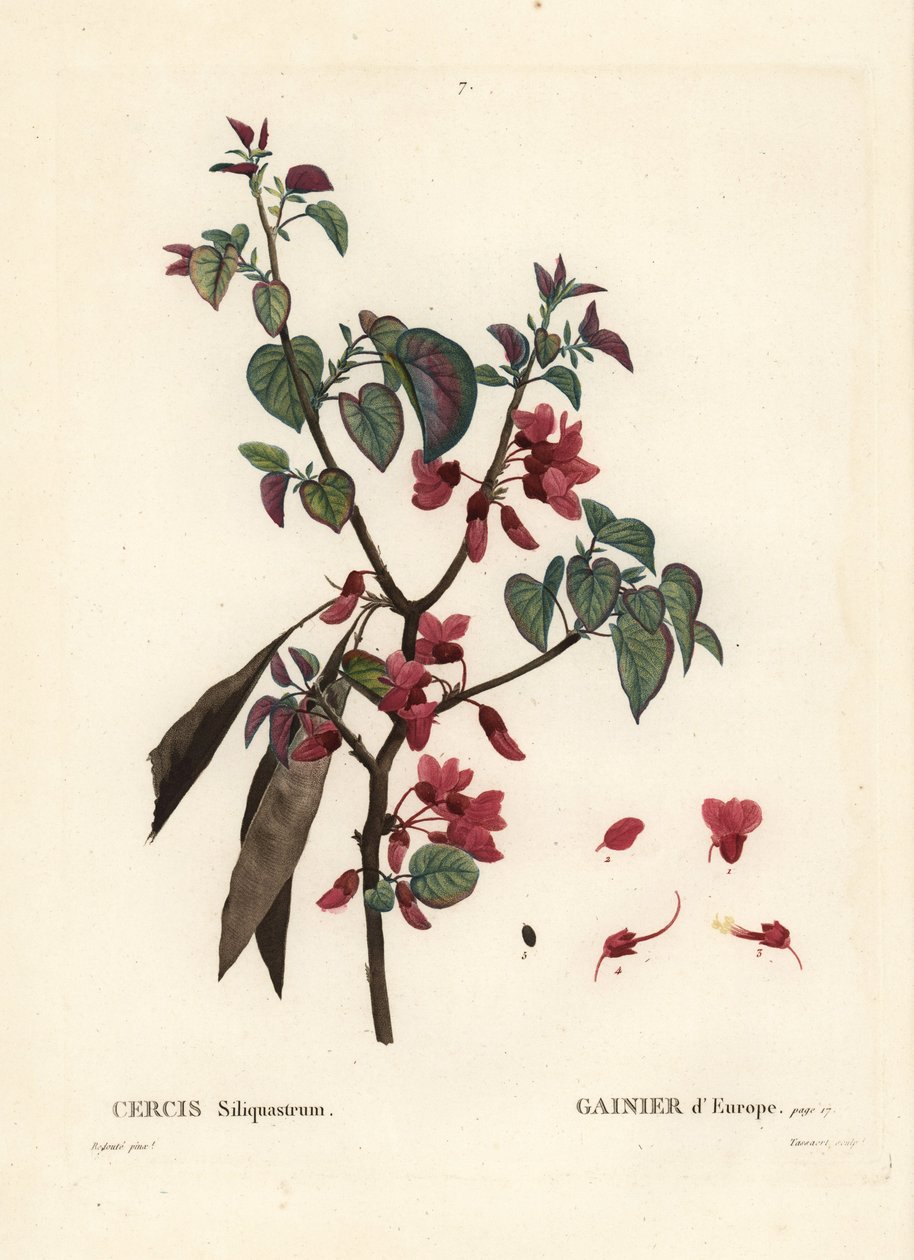 ユダの木、Cercis siliquastrum。パリで出版されたHenri Louis Duhamel du Moncelの『Treat des Trees et Shrustes』に掲載されたPierre-Joseph Redouteの挿絵をもとにTassaertが描いた手彩色のスティプル・エングレーヴィング。 作： ピエール・ジョゼフ・ルドゥーテ