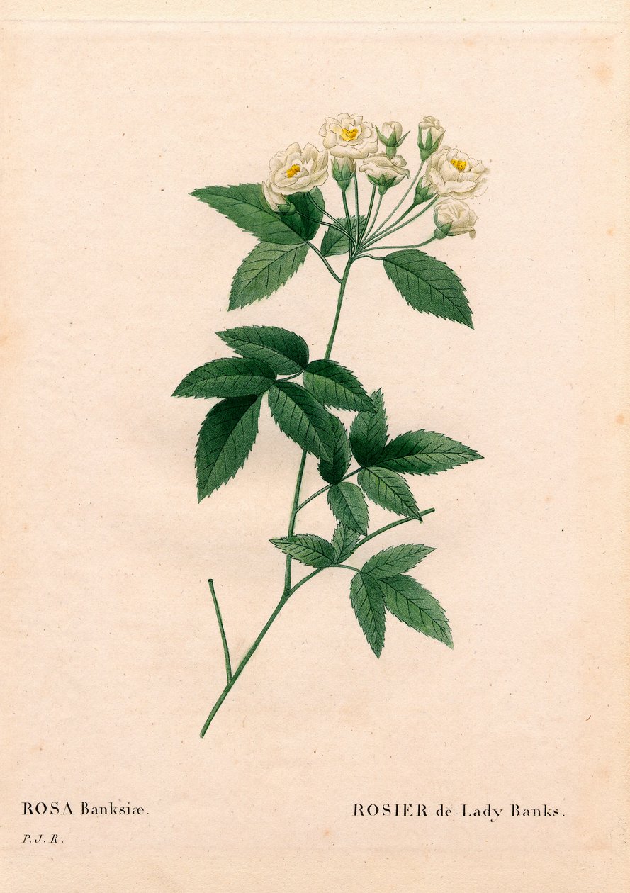レディー・バンクス・ローズ（Rosa banksiae var. alba-plena）。ピエール・ジョセフ・ルドゥーテの「Les Roses」（パリ）より、手彩色のスティプル銅版画 作： ピエール・ジョゼフ・ルドゥーテ