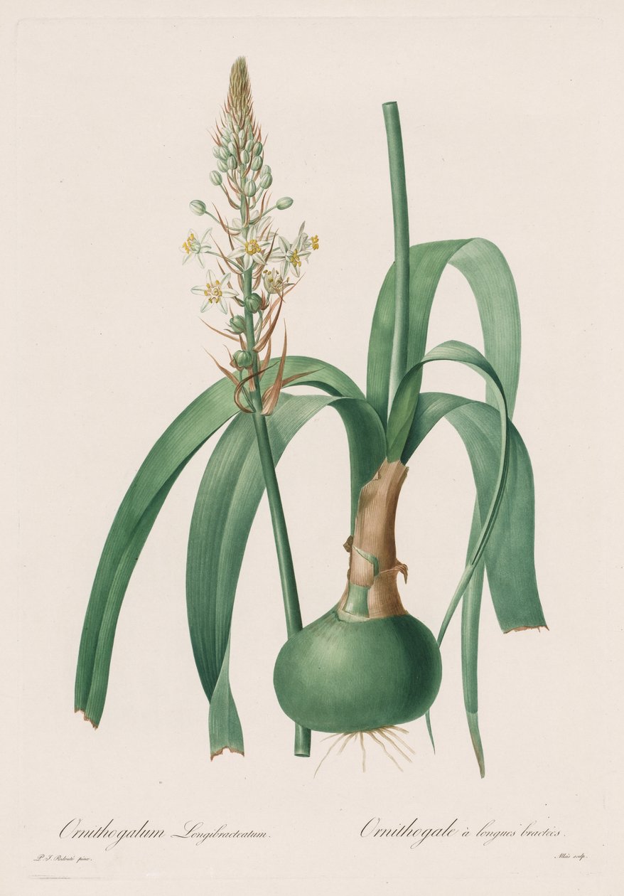 Les Liliacées: Ornithogalum longibracteatum 作： ピエール・ジョゼフ・ルドゥーテ