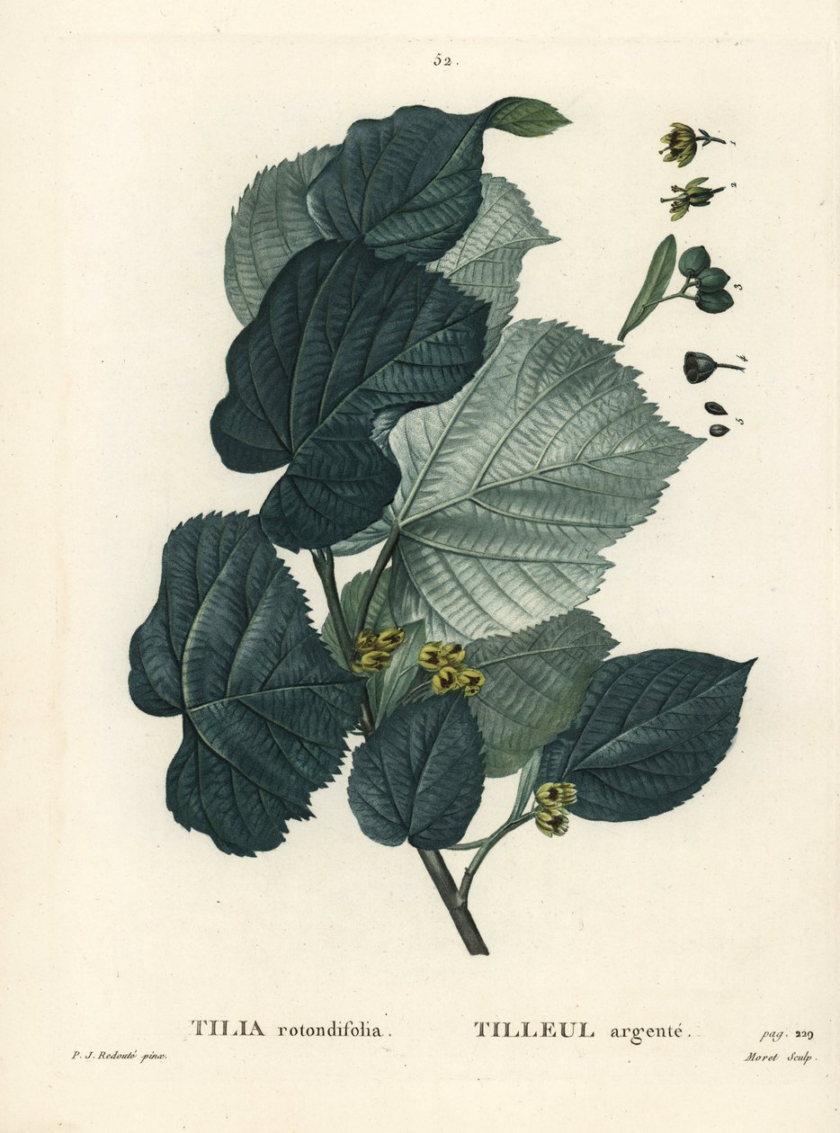ライムの木、Tilia rotundifolia。パリで出版されたHenri Louis Duhamel du Moncelの『Treat des Arbres et Shrustes』に掲載されたPierre-Joseph Redouteの挿絵をもとにMoretが描いた手彩色のスティプル・エングレーヴィング。 作： ピエール・ジョゼフ・ルドゥーテ