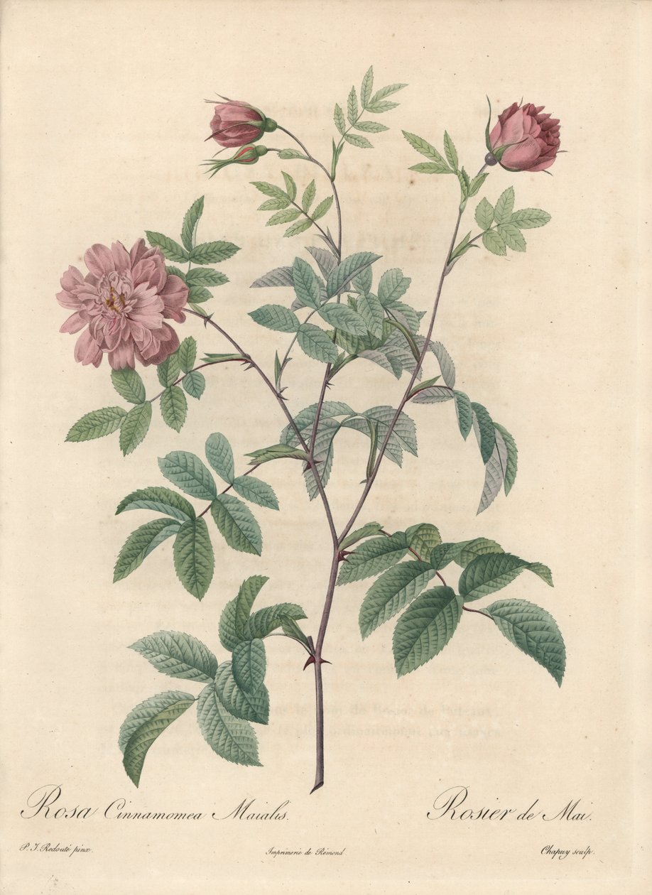 ピエール・ジョセフ・ルドゥーテ（1759-1840）が描いたイラスト、「Les Roses」からの抜粋。 作： ピエール・ジョゼフ・ルドゥーテ
