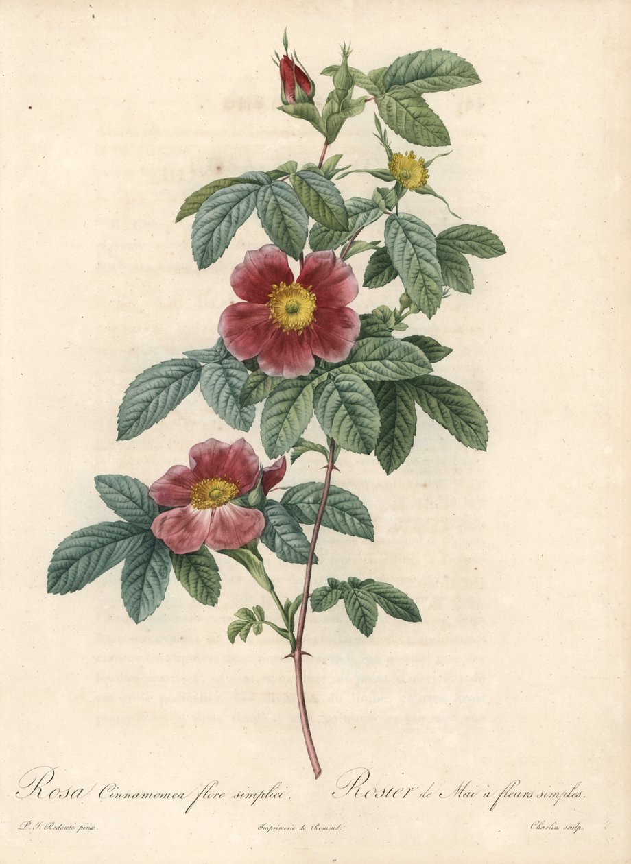 5月のバラ、バラの花 シナモン シンプルな花 - シャルリンのオー・フォルテ、ピエール・ジョセフ・ルドゥーテ（1759-1840）のイラスト、『Les Roses』より 作： ピエール・ジョゼフ・ルドゥーテ