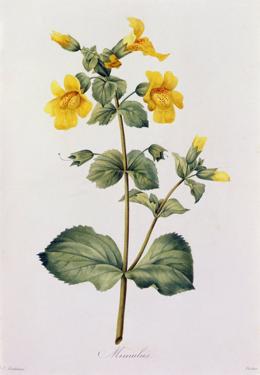 Mimulus (カラー彫刻) 作： ピエール・ジョゼフ・ルドゥーテ