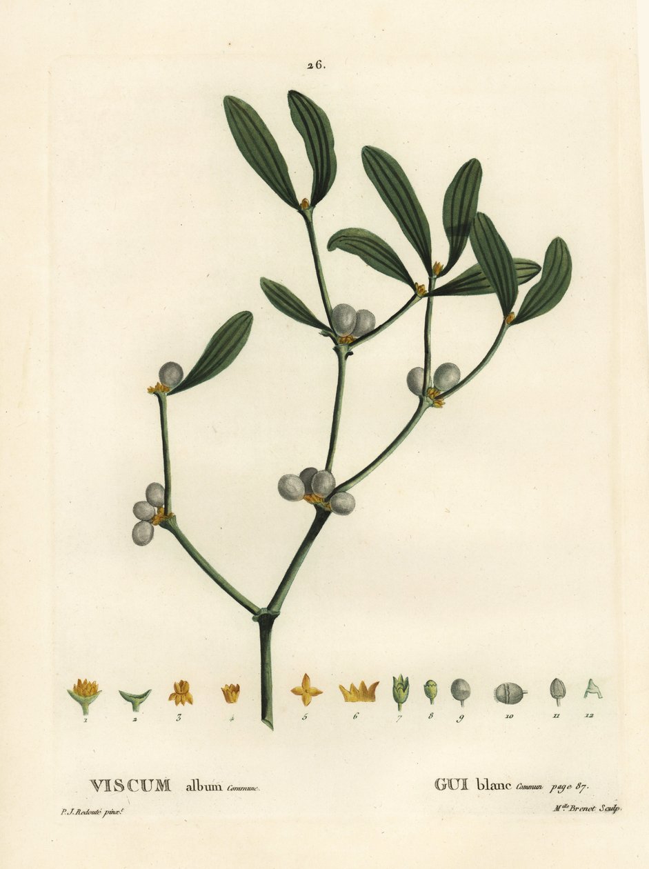 Mistel, Viscum album. Handkolorierte Punktstichgravur von Miss Brenet nach einer Illustration von Pierre-Joseph Redouté aus Henri Louis Duhamel du Moncels „Traité des Arbres et Arbustes“, Paris von Pierre-Joseph Redouté