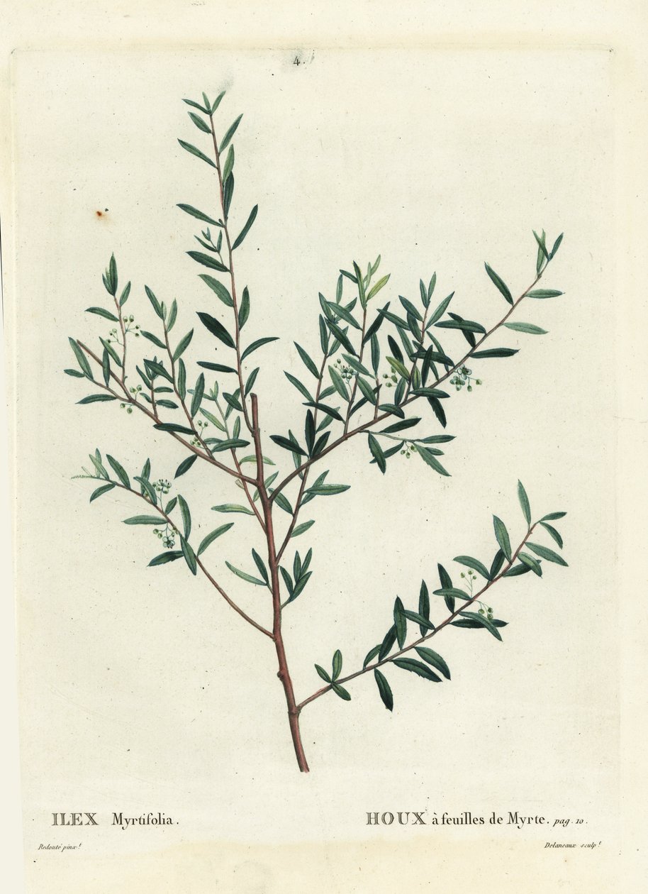 マートル・ホーリーまたはマートル・ダフーン（Ilex myrtifolia）。パリで出版されたHenri Louis Duhamel du Moncelの『Treat des Arbres et Shrustes』に掲載されたPierre-Joseph Redouteの挿絵をもとにDelaneauxが描いた手彩色のスティプル・エングレーヴィング。 作： ピエール・ジョゼフ・ルドゥーテ