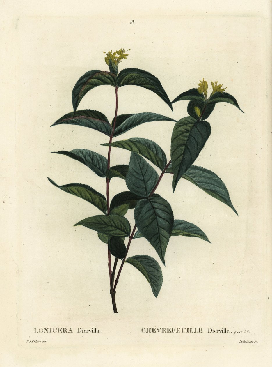 北部のブッシュスイカズラ、Diervilla lonicera（Lonicera diervilla）。パリで出版されたHenri Louis Duhamel du Moncelの『Treat des Arbres et Shrustes』に掲載されたPierre-Joseph Redouteのイラストをもとに、Du Ruisseauが描いた手彩色のスティプル・エングレーヴィング。 作： ピエール・ジョゼフ・ルドゥーテ