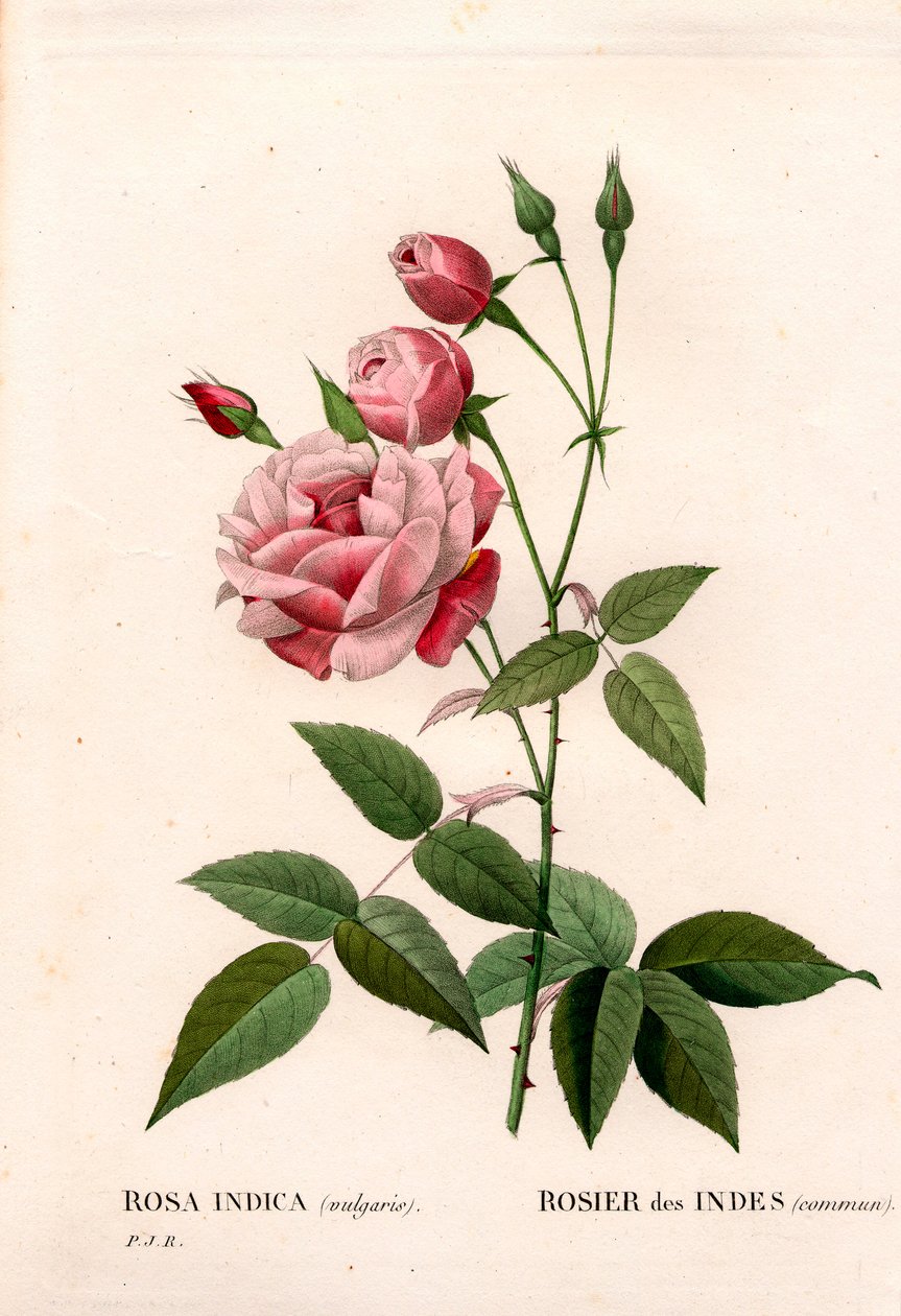 オールド・ブラッシュ・ローズ（Rosa chinensis）、インディアン・ローズ（Indian rose common）。ピエール・ジョセフ・ルドゥーテの「Les Roses」（パリ）より、手彩色のスティプル銅版画 作： ピエール・ジョゼフ・ルドゥーテ