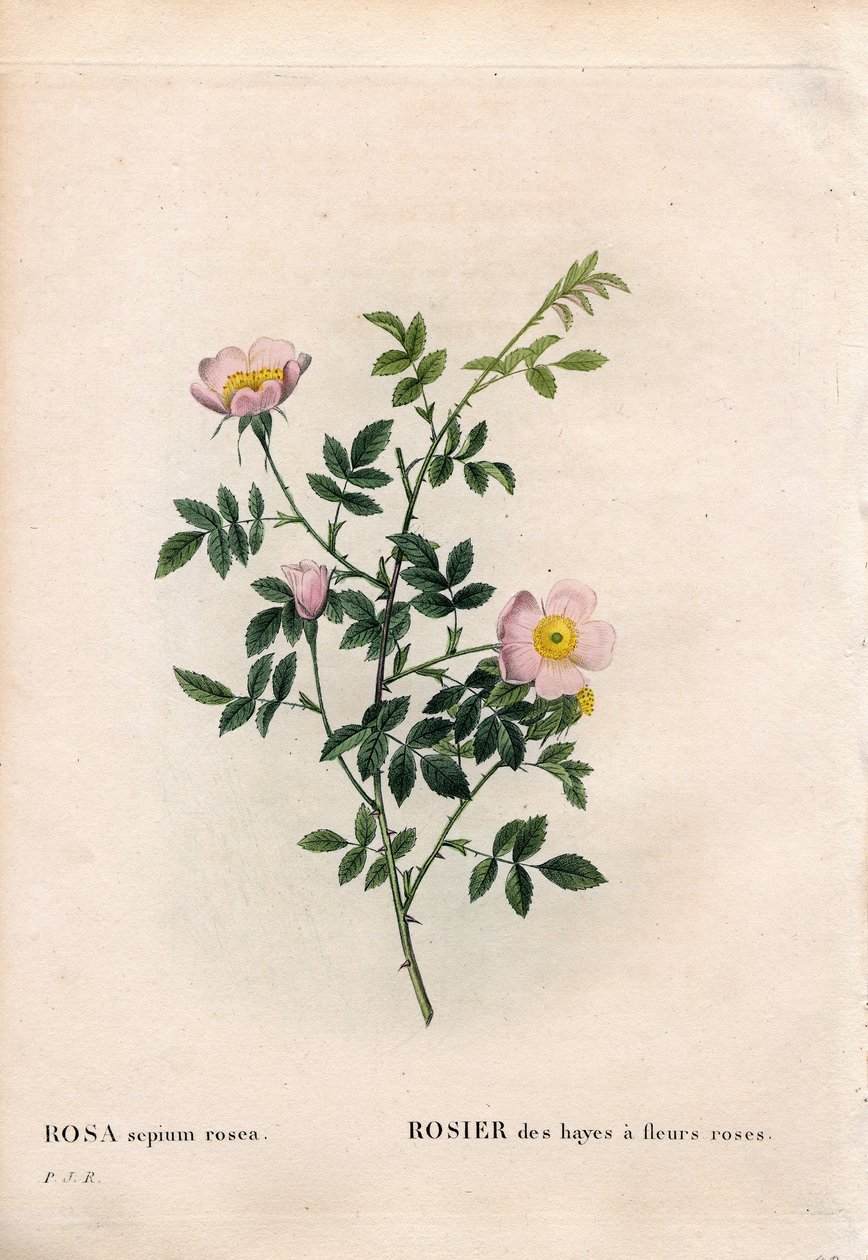 ピンクの花を咲かせるヘッジローズ、Rosa aggrestis variety, Rose of the hayes with pink flowers.ピエール・ジョセフ・ルドゥーテの『Les Roses』（パリ）に掲載された手彩色のスティップル銅版画 作： ピエール・ジョゼフ・ルドゥーテ