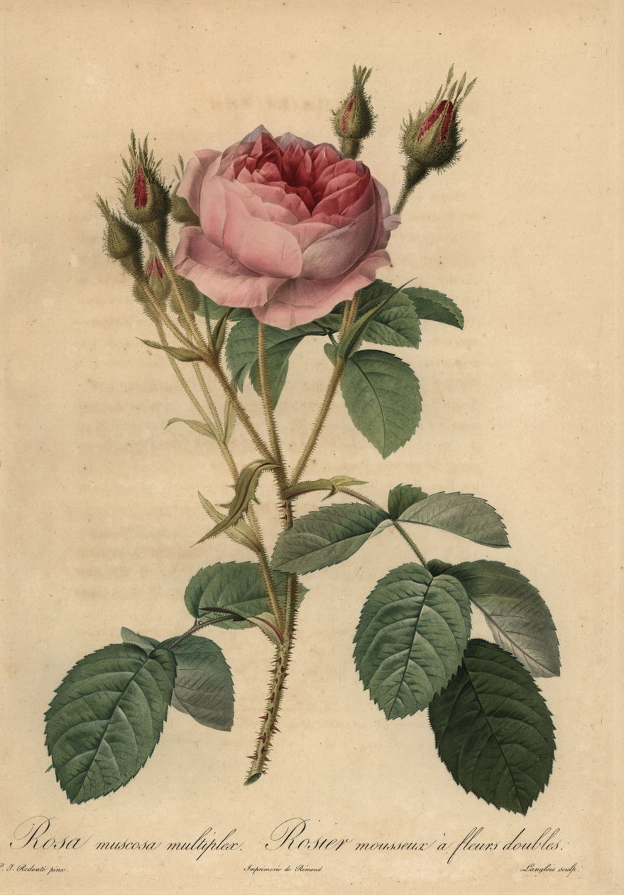 ピンクモスローズ（Rosa centifolia f. muscosa 作： ピエール・ジョゼフ・ルドゥーテ