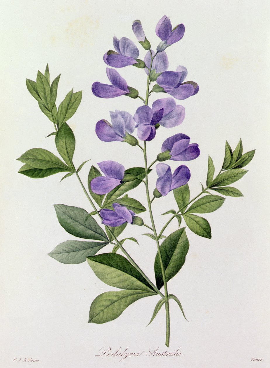 Podalyria Australis (色の彫刻) 作： ピエール・ジョゼフ・ルドゥーテ