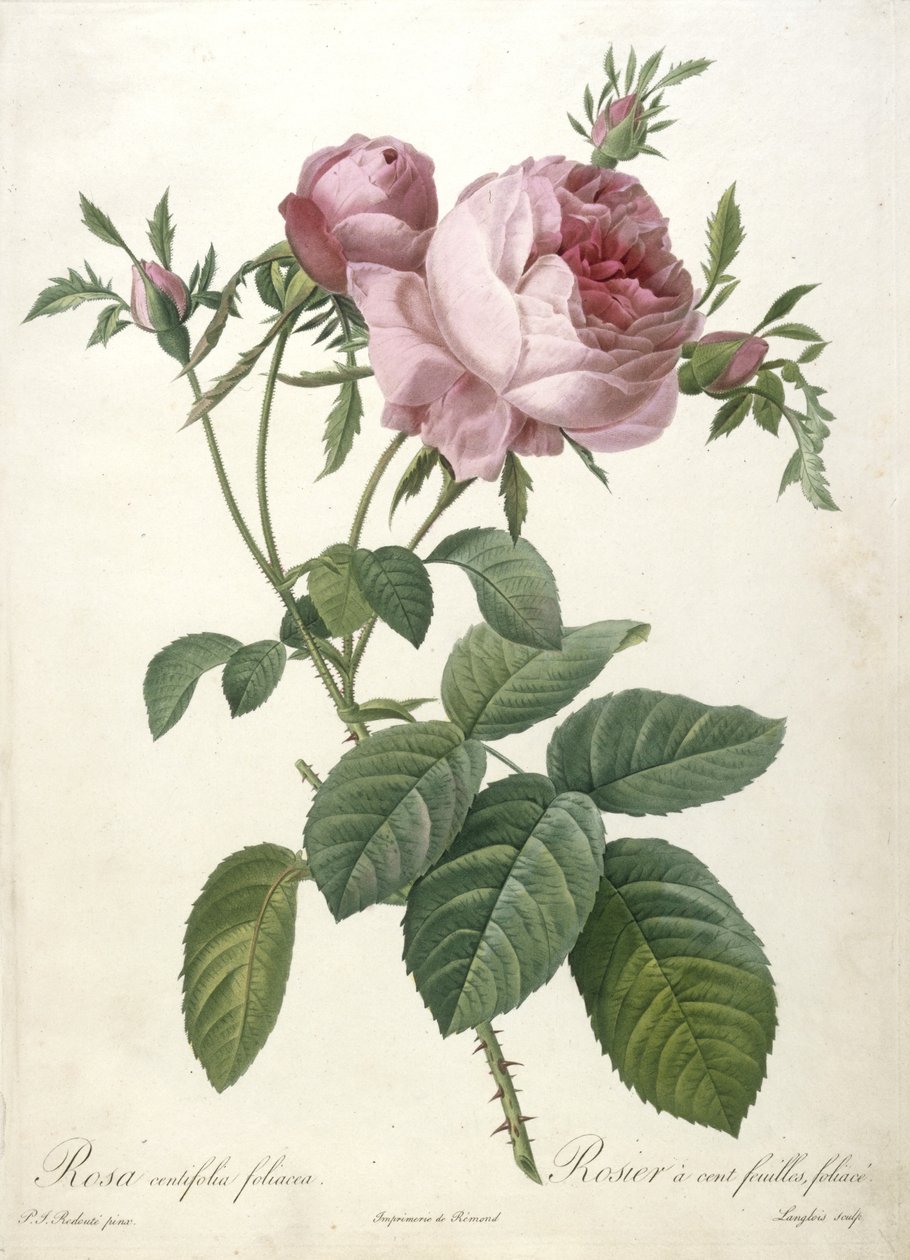 ローザcentifolia foliacea、Rosier a cent feuilles、葉、Les Roses、1817-24年（手彩色の点描彫刻） 作： ピエール・ジョゼフ・ルドゥーテ