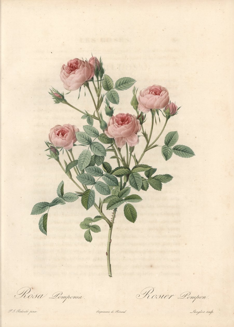モーの薔薇、薔薇の花 - 『薔薇』よりピエール・ジョセフ・ルドゥーテ（1759-1840）の挿絵をもとにラングロワがエッチングしたもの。 作： ピエール・ジョゼフ・ルドゥーテ