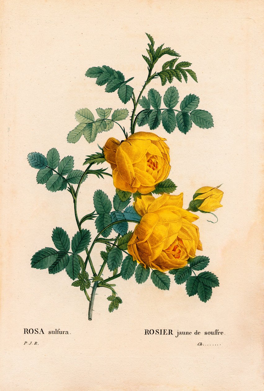 薔薇の硫黄、Rosa hemisphaerica、黄色い薔薇の硫黄。ピエール・ジョセフ・ルドゥーテの「Les Roses」（パリ）より、手彩色のスティプル銅版画 作： ピエール・ジョゼフ・ルドゥーテ