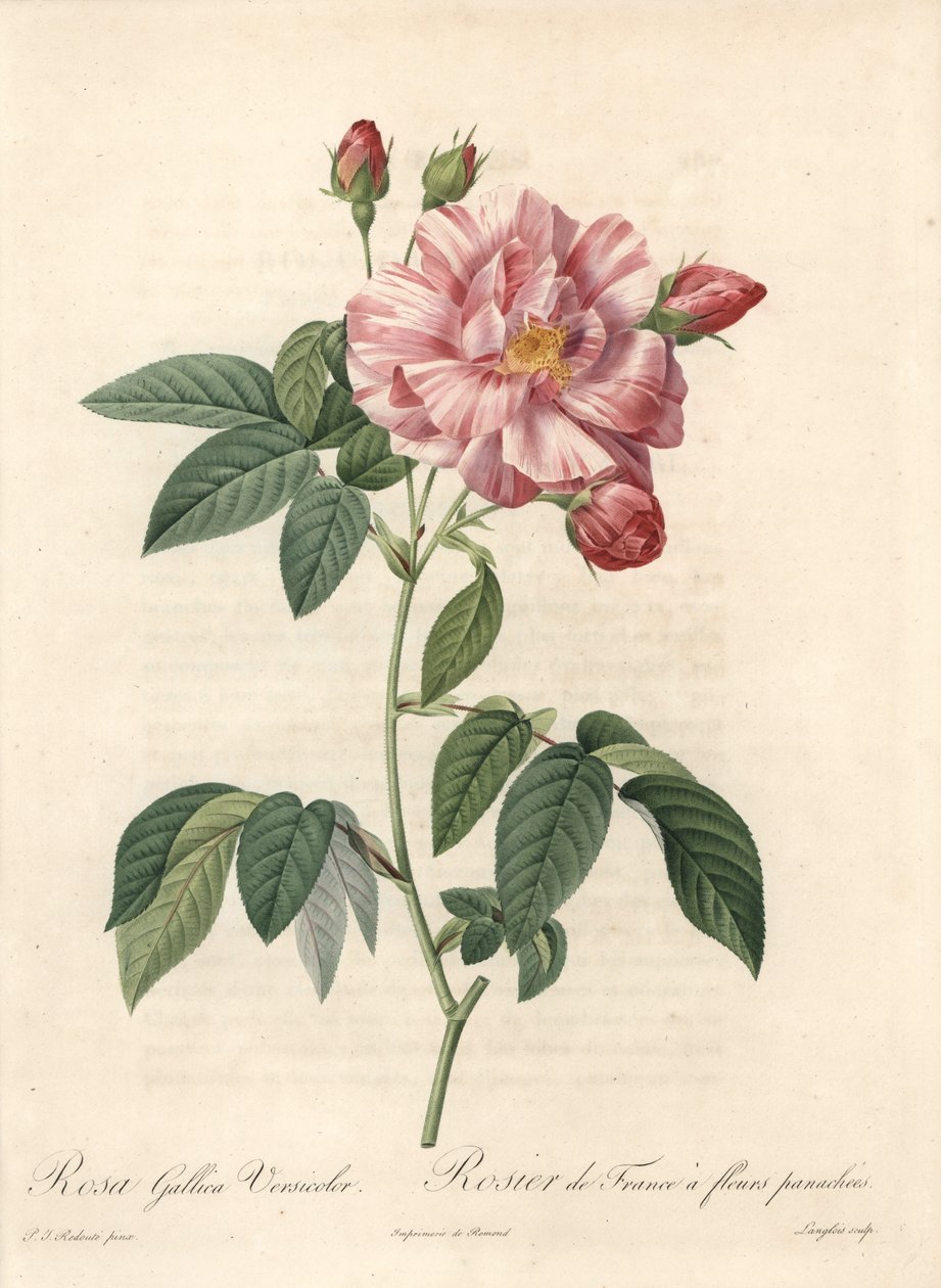 フランスの薔薇、プロヴァンの薔薇、ヴァリエット・バーシカラー - ラングロワによるエッチング、ピエール・ジョセフ・ルドゥーテ（1759-1840）のイラストから、『薔薇』からの抜粋。 作： ピエール・ジョゼフ・ルドゥーテ