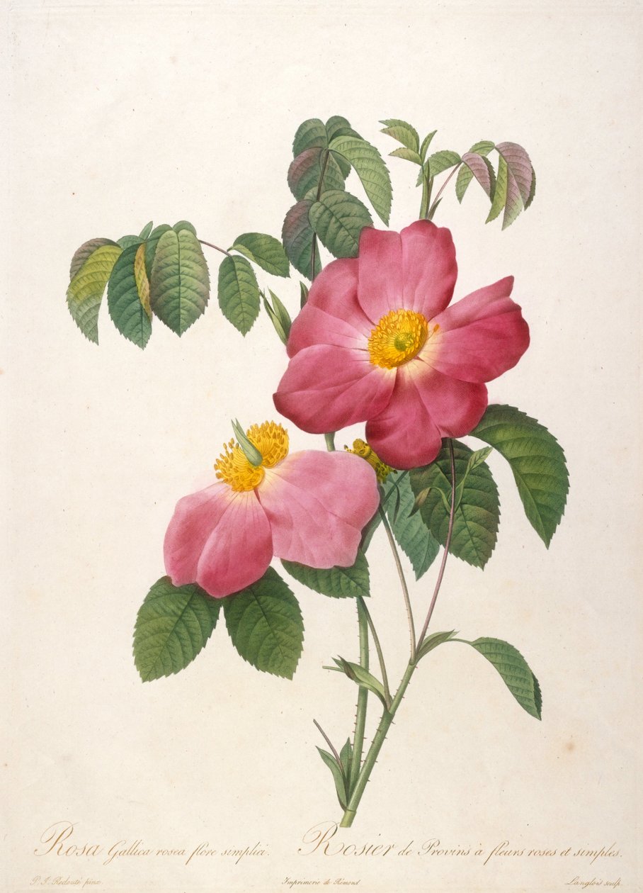 Provinsi のバラの木 La Couronne de roses、1817-1824 より。 作： ピエール・ジョゼフ・ルドゥーテ