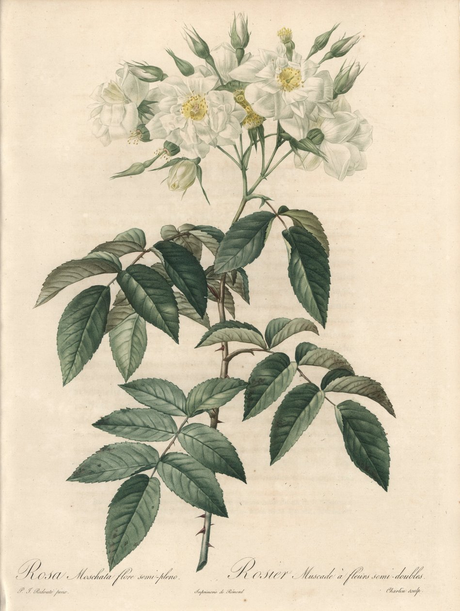 八重の花をつけたロジエ・ムスク - 『薔薇の花』から抜粋したピエール・ジョセフ・ルドゥーテ（1759-1840）の挿絵をもとにシャルランがエッチングしたもの。 作： ピエール・ジョゼフ・ルドゥーテ