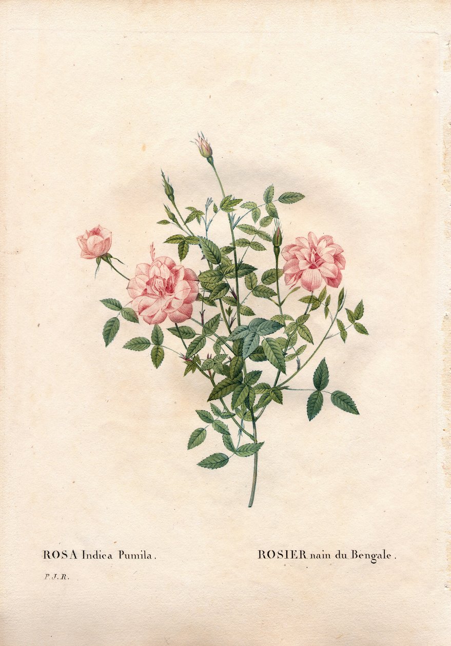 Rouletii rose, Rosa chinensis var. minima Rouletii, Bengal dwarf rose.ピエール・ジョセフ・ルドゥーテ著「パリの薔薇」より、手彩色のスティプル銅版画 作： ピエール・ジョゼフ・ルドゥーテ