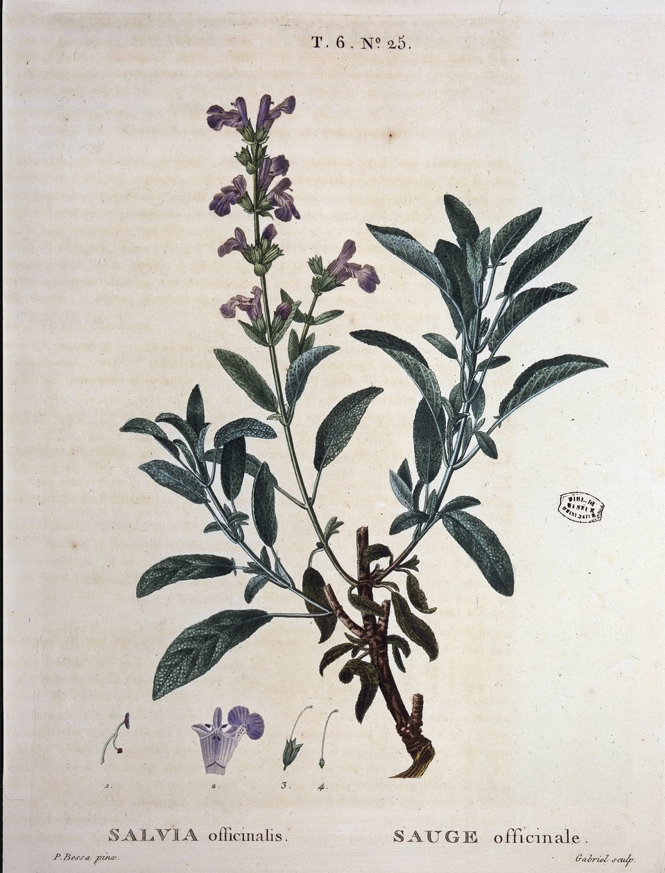 Sage officinale - "Nouveau Duhamel ou traité des arbres et shrustes que le crove en France "の中で、P.J. RedoutéとP.が描いています。ベッサ、パリ 作： ピエール・ジョゼフ・ルドゥーテ