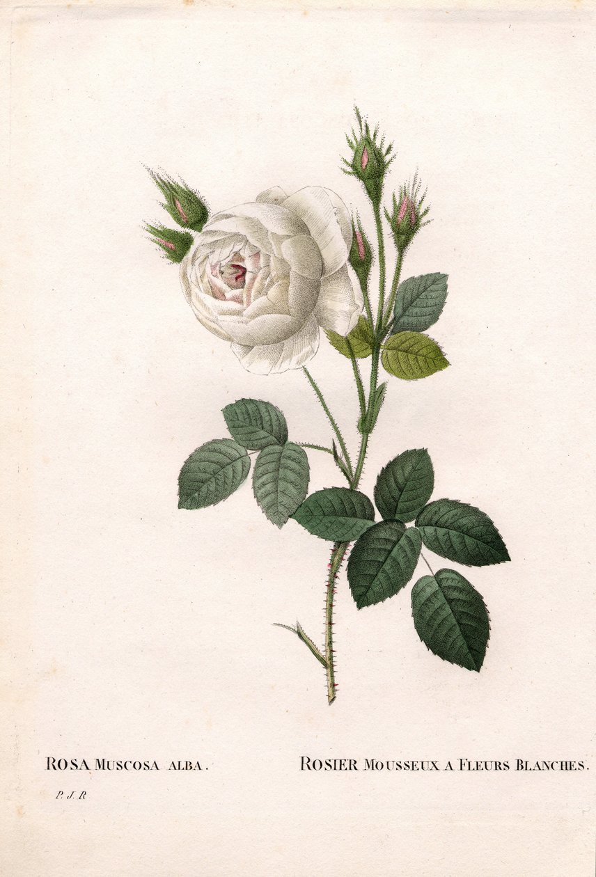 白い花を咲かせるスパークリングローズ、Rosa centifolia var.ピエール・ジョセフ・ルドゥーテの「Les Roses」（パリ）に掲載された手彩色のスティップル銅版画 作： ピエール・ジョゼフ・ルドゥーテ