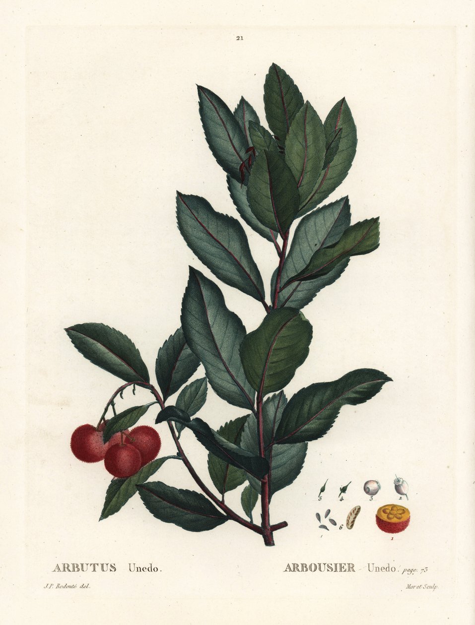 イチゴの木（Arbutus unedo）。パリのHenri Louis Duhamel du Monceauの『Treat des Arbres et Shrustes』に掲載されたPierre-Joseph Redouteのイラストをもとにした手彩色のスティプル・エングレーヴィング。 作： ピエール・ジョゼフ・ルドゥーテ