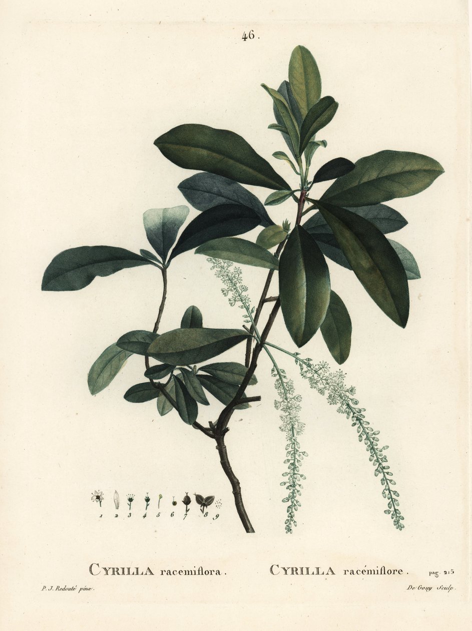 沼地のシリーラ（Cyrilla racemiflora）。パリで出版されたHenri Louis Duhamel du Moncelの『Treat des Arbres et Shrustes』に掲載されたPierre-Joseph Redouteのイラストをもとに、De Gouyが手彩色のスティプル・エングレーヴィングを施したもの。 作： ピエール・ジョゼフ・ルドゥーテ