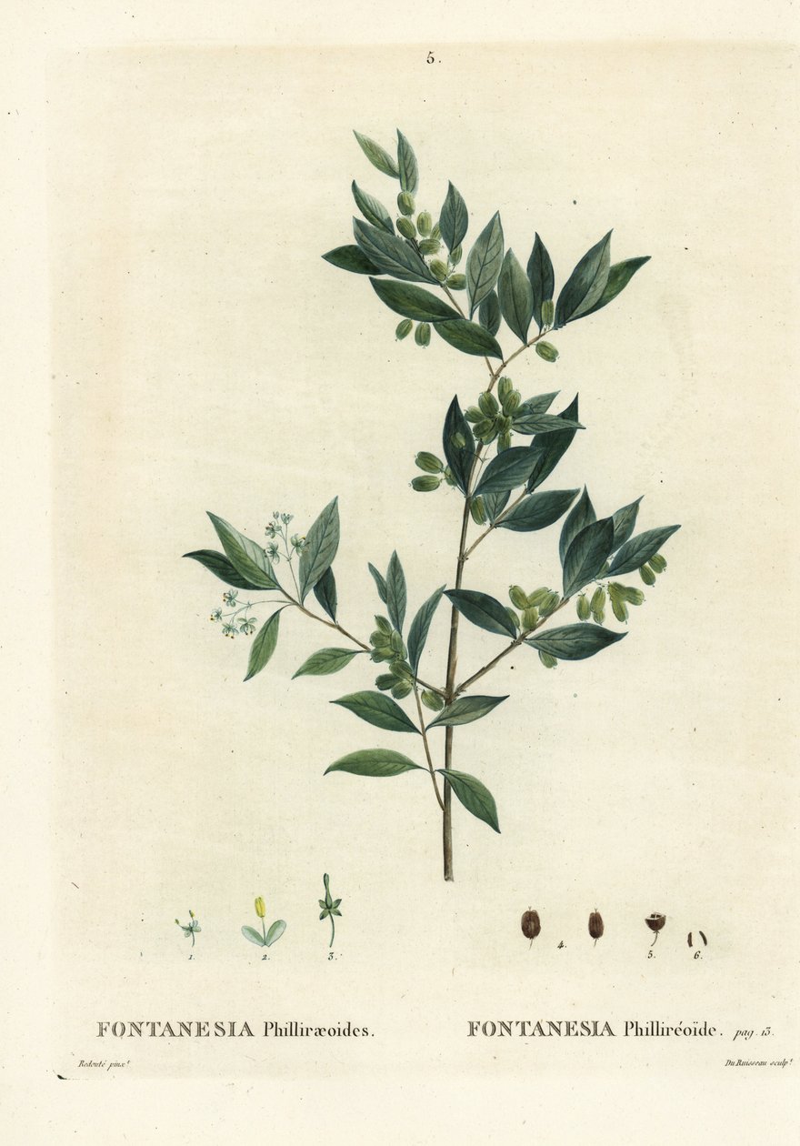 シリアン・プライベット（Fontanesia phillyreoides）。パリのHenri Louis Duhamel du Moncelの『Treat des Arbres et Shrustes』に掲載されたPierre-Joseph Redouteのイラストをもとに、Du Ruisseauが手彩色で描いたスティップル・エングレーヴィング。 作： ピエール・ジョゼフ・ルドゥーテ