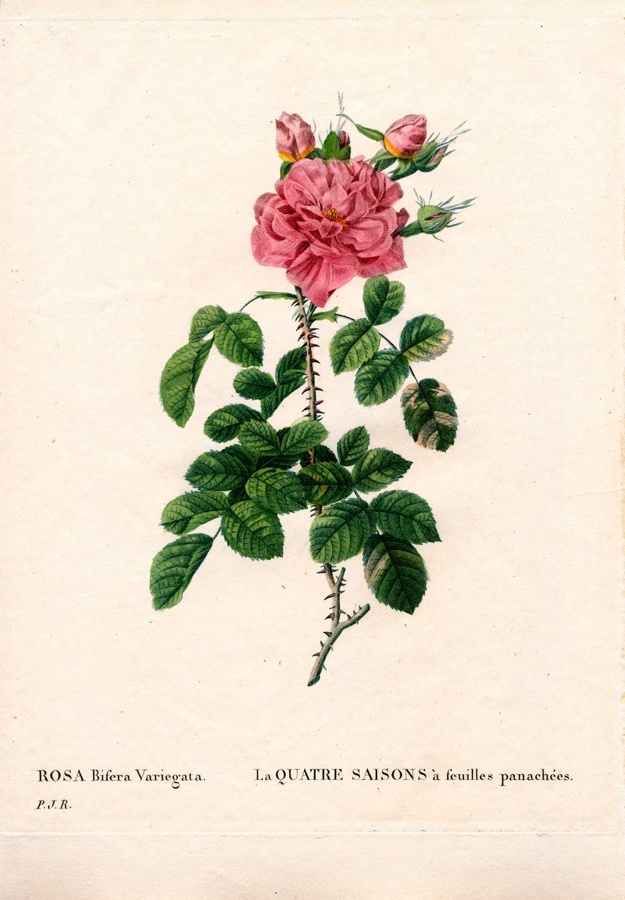 変色したフォーシーズンズピンク（Rosa damascena var. bifera）。ピエール・ジョセフ・ルドゥーテの「Les Roses」（パリ）に掲載された手彩色のスティプル銅版画 作： ピエール・ジョゼフ・ルドゥーテ