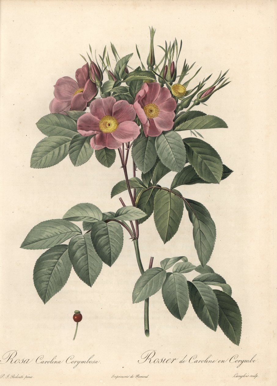 バージニアローズ、ダークフラワー - Pierre Joseph Redoute (1759-1840) が描いたイラストを元にした Eau forte de Langlois、『Les Roses』より 作： ピエール・ジョゼフ・ルドゥーテ