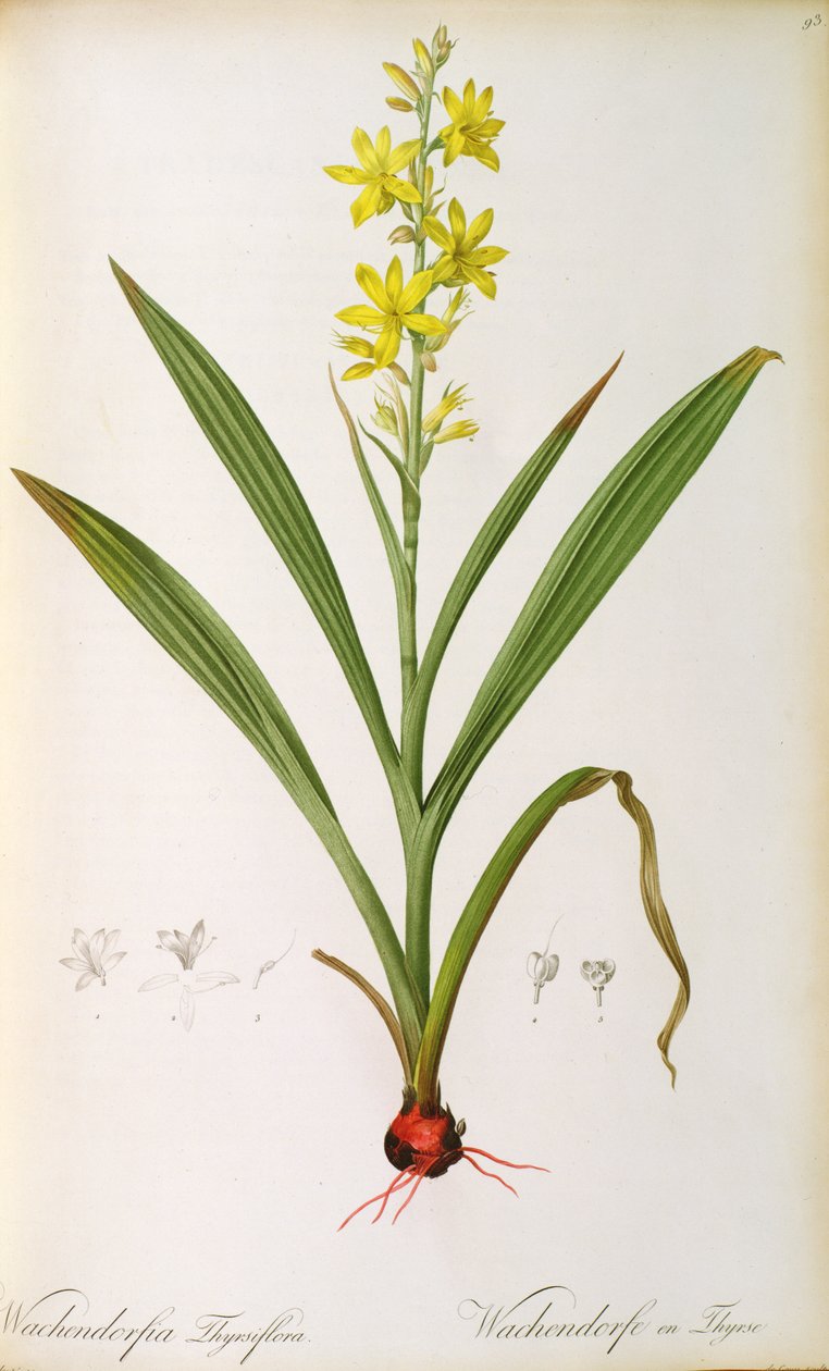 ワチェンドルフィアThyrsiflora、 &39;Les Liliacees&39;、c.1805（カラー彫刻） 作： ピエール・ジョゼフ・ルドゥーテ