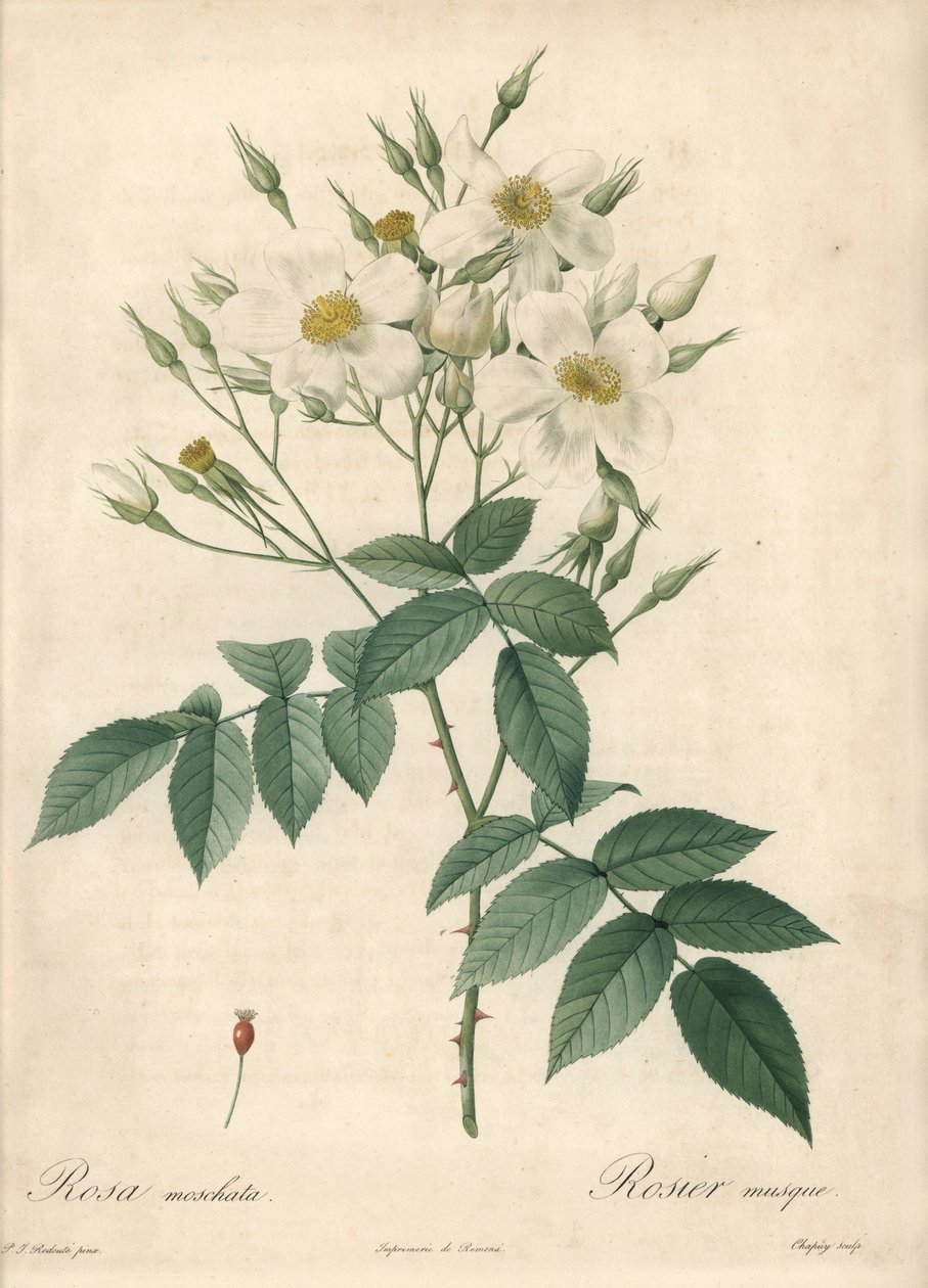 白い花 musque rose - Eau forte de Chapuy（ピエール・ジョセフ・ルドゥー（1759-1840）が描いた『Les Roses』の挿絵をもとにしたもの 作： ピエール・ジョゼフ・ルドゥーテ