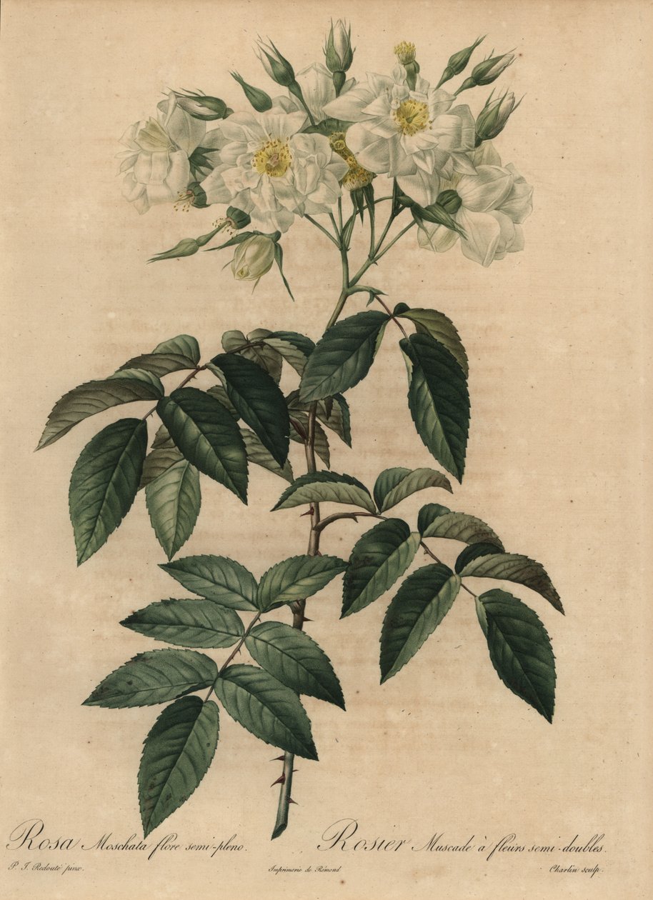 ホワイトムスクローズ（Rosa moschata 作： ピエール・ジョゼフ・ルドゥーテ