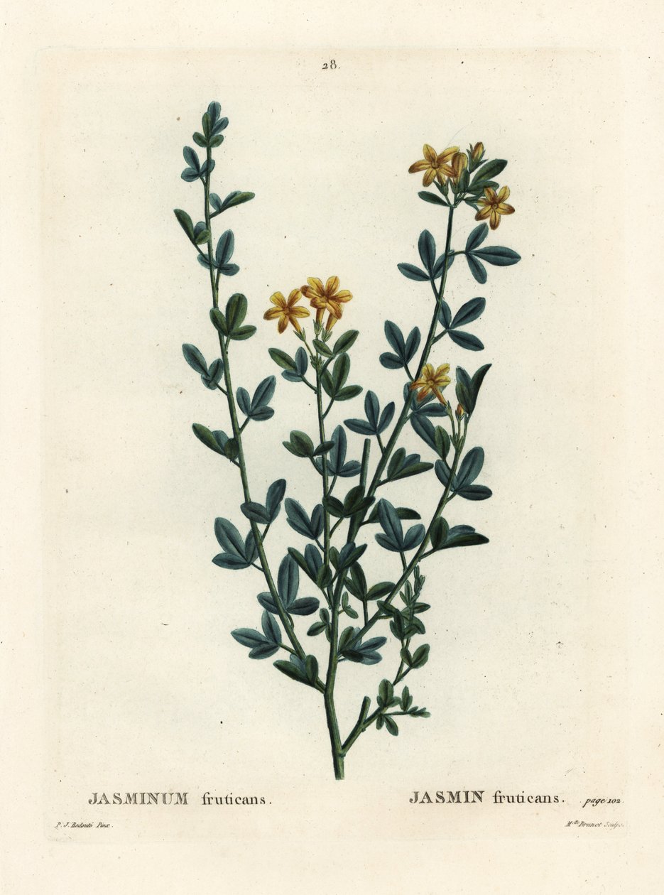 野生のジャスミン（Jasminum fruticans）。パリで出版されたHenri Louis Duhamel du Moncelの『Treat des Arbres et Shrustes』に掲載されたPierre-Joseph Redouteのイラストをもとに、Miss Brenetが手彩色で描いたスティプル・エングレーヴィング。 作： ピエール・ジョゼフ・ルドゥーテ