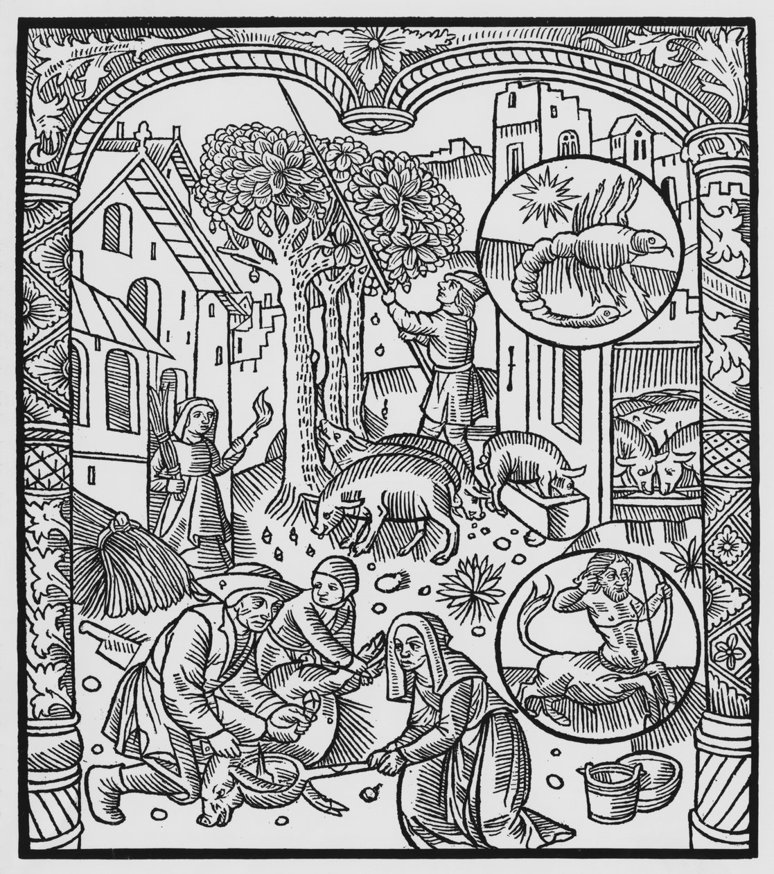 11月、豚を殺し、ドングリ、さそり座を収穫、 &39;Almanach des Bergers&39;からのイラスト、1491年（木版画） 作： ピエール・ル・ルージュ