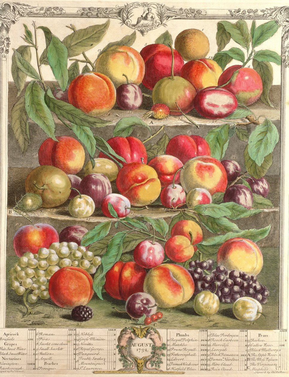 8月、「フルーツの12か月」より、ロバートファーバー（c.1674-1756）、C。デュボース、1732年（カラー彫刻） 作： ピーターカステル