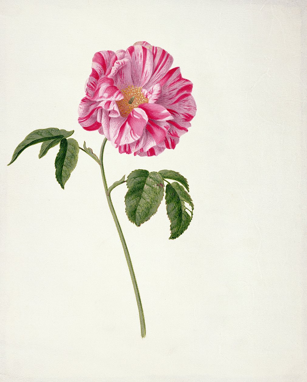 PD.101-1973f.3 Rosa gallica versicolour（Rosa mundi）（ベラムのトイレとガッシュ） 作： ピーター・ウィーズ
