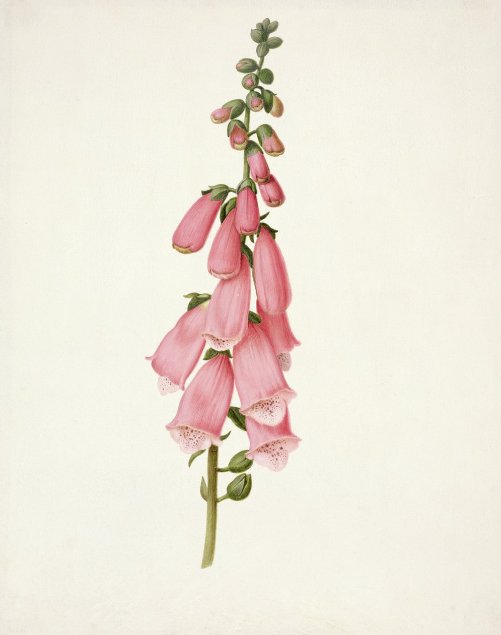 PD.101-1973f.50キツネノテブクロ（Digitalis purpura）（ベラムのWCとガッシュ） 作： ピーター・ウィーズ